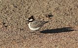 Fischer's Sparrow-Lark